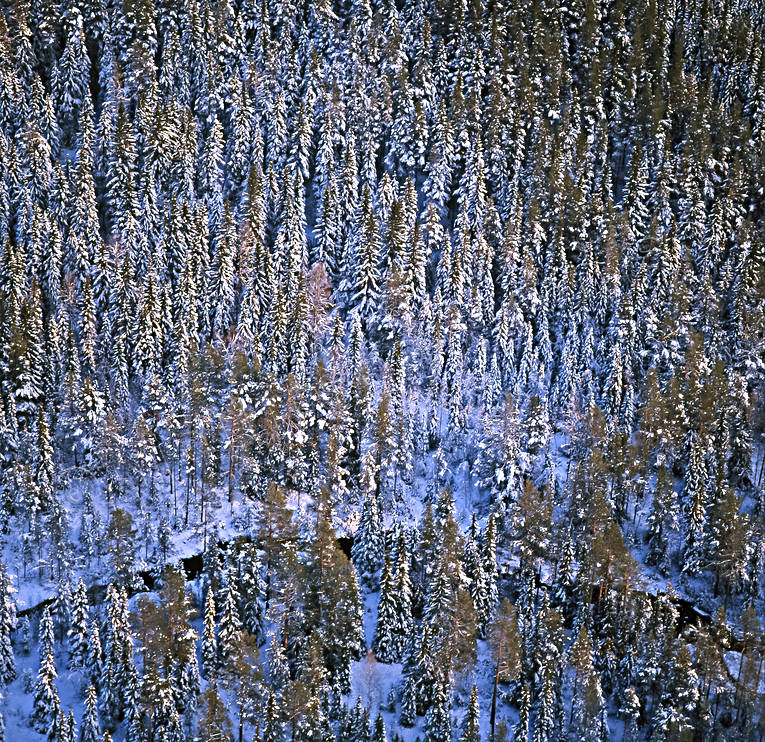 drnarbilder, drnarfoto, flygbild, flygbilder, Flygfoto, flygfoton, gran, granskog, Jmtland, Landskap, skog, vinter, vinterlandskap