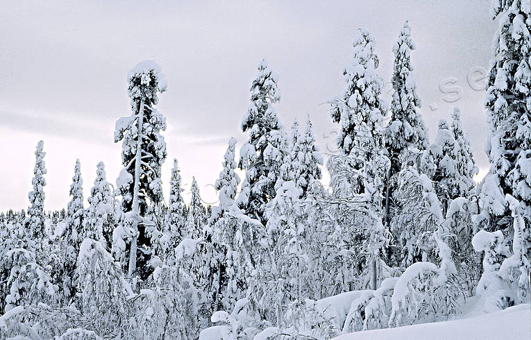 grvder, julkort, julstmning, skog, sn, sntyngd, stmning, stmningsbild, stmningsbilder, trd, tyngd, vinter, rstid, rstider