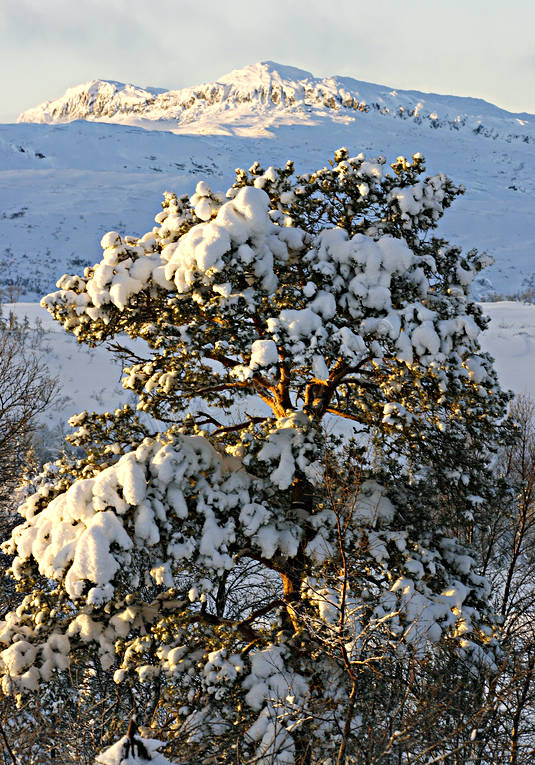 Landskap, natur, rimfrost, sn, Stenfjllet, tall, vinter, rstider
