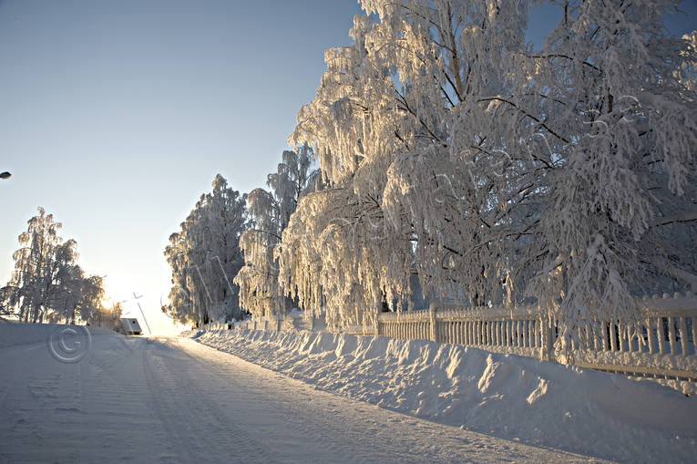 bjrkar, frostigt, julstmning, kallt, kyla, sn, stmning, stmningsbild, stmningsbilder, vinter, rstid, rstider