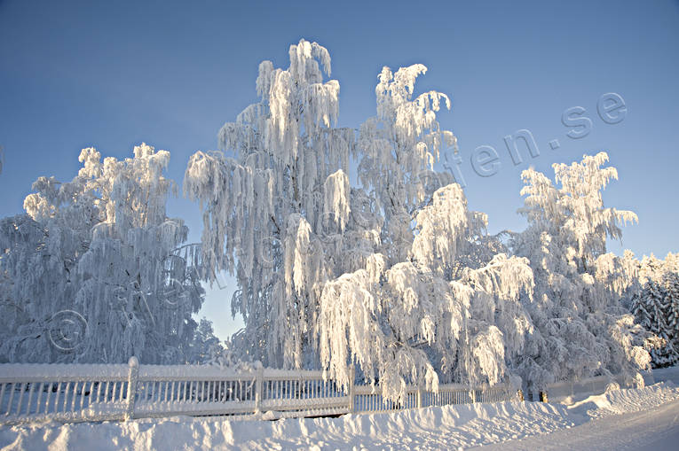 bjrkar, frostigt, julstmning, kallt, kyla, kyrkogrd, Revsund, sn, stmning, stmningsbild, stmningsbilder, vinter, rstid, rstider