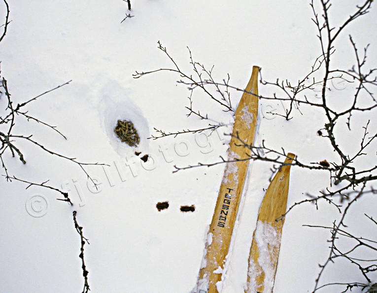 Snögrop efter ripa dalripa, djur, fåglar, ripa, ripskit, ripspillning, snö, snögrop, spillning