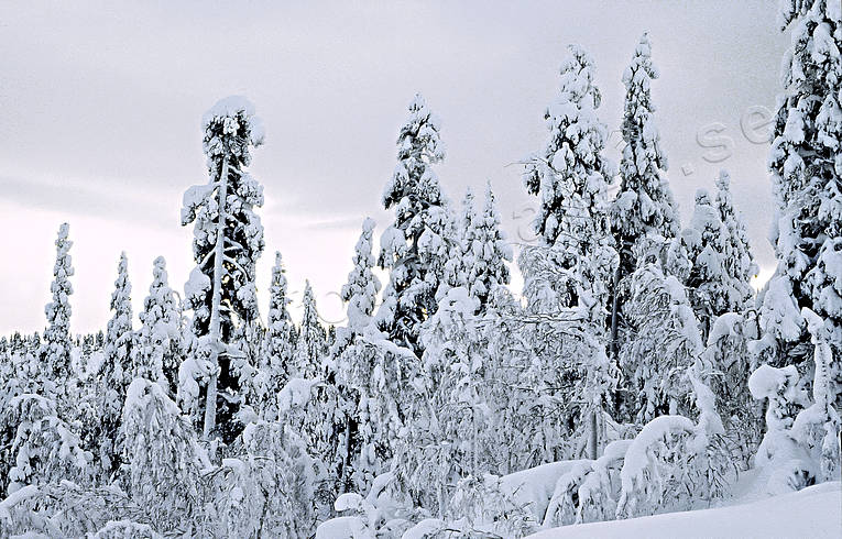 gråväder, julkort, julstämning, skog, snö, snötyngd, stämning, stämningsbild, stämningsbilder, träd, tyngd, vinter, årstid, årstider