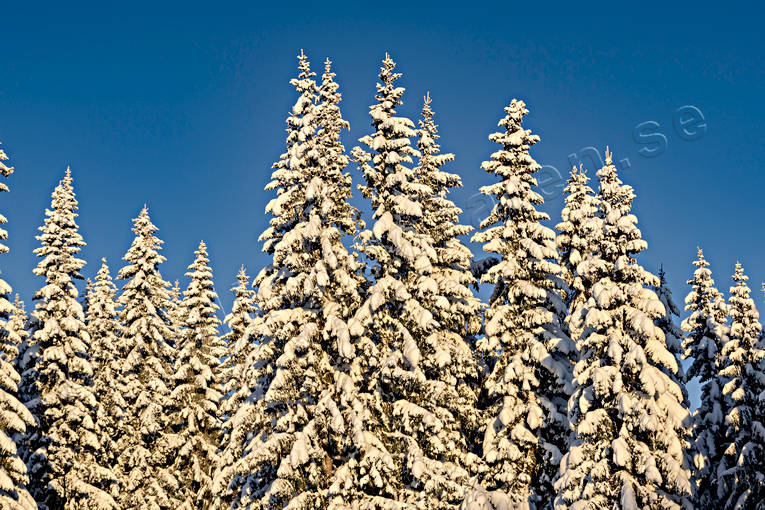 Snötyngda granar granar, Jämtland, skog, snötyngda, stämning, stämningsbild, stämningsbilder, upplega, vinter, vinterskog, årstid, årstider