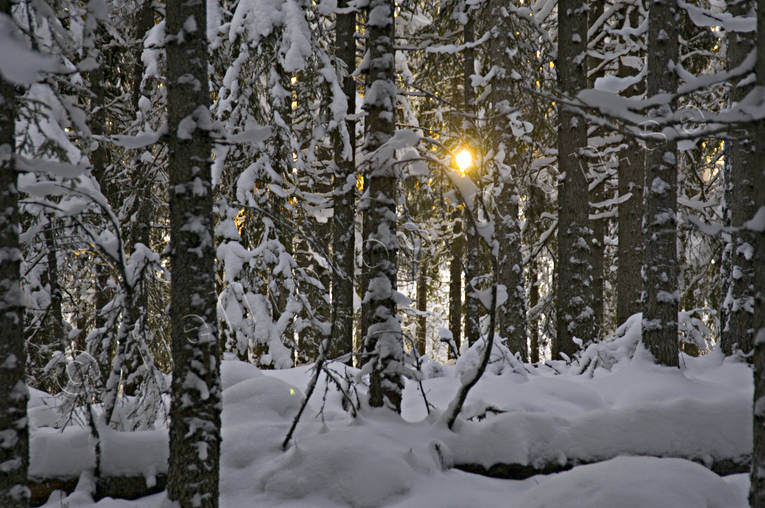 granskog, julstmning, motljus, skog, sn, sol, stmning, stmningsbild, stmningsbilder, vinter, rstid, rstider