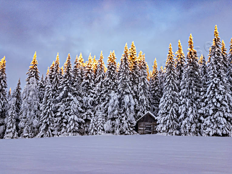 granskog, grantoppar, julstmning, lada, midvinter, natur, skog, stmning, stmningsbild, stmningsbilder, vinter, rstid, rstider