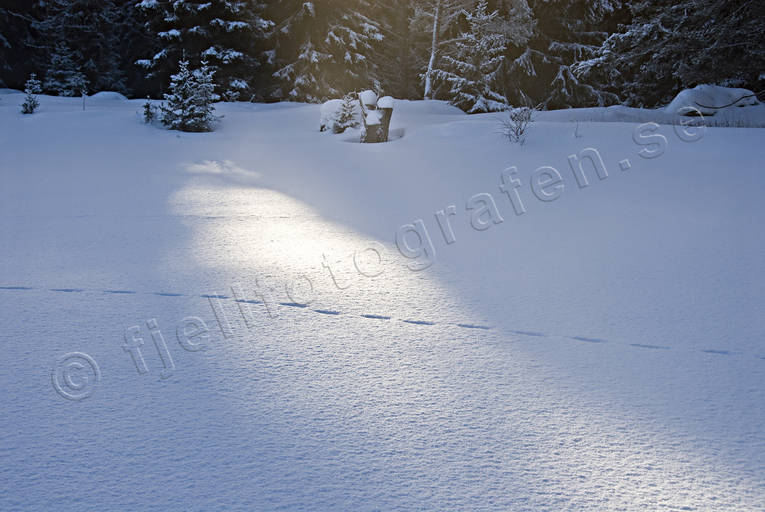 kallt, kyla, midvinter, rvspr, sn, solflck, spr, sprsn, vinter, rstid, rstider