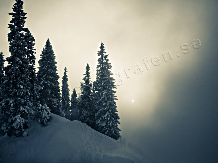 dimma, granar, Jmtland, Landskap, natur, skog, vinter, rstider