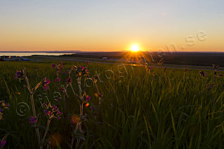 blommor, Jmtland, Landskap, solen, solnedgng, sommar, sommarnatt, rstider
