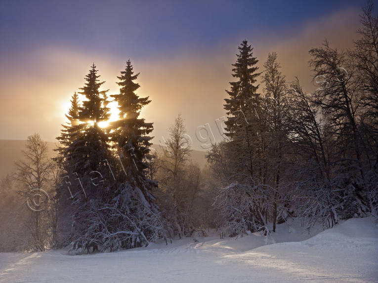 Jämtland, Landskap, natur, skog, vinter, årstider