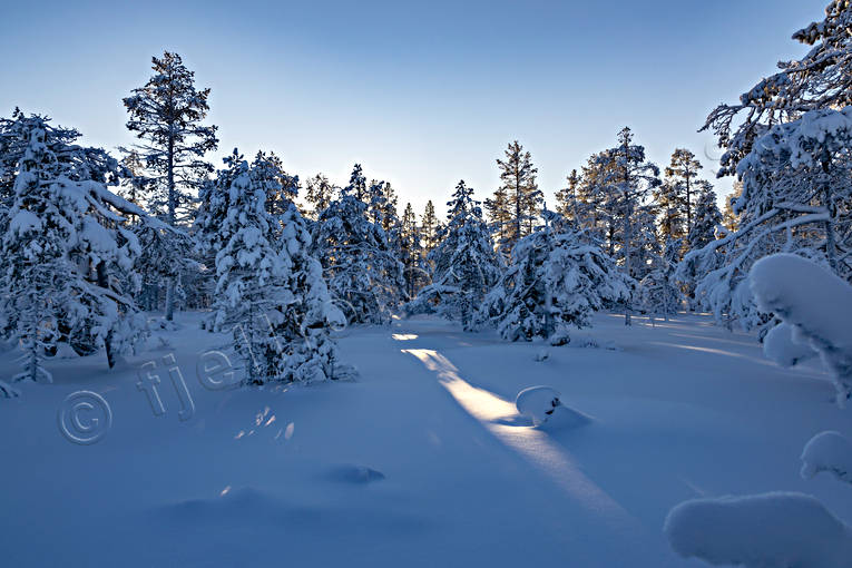 Jmtland, skog, stmning, stmningsbild, stmningsbilder, vinter, vinterskog, rstid, rstider