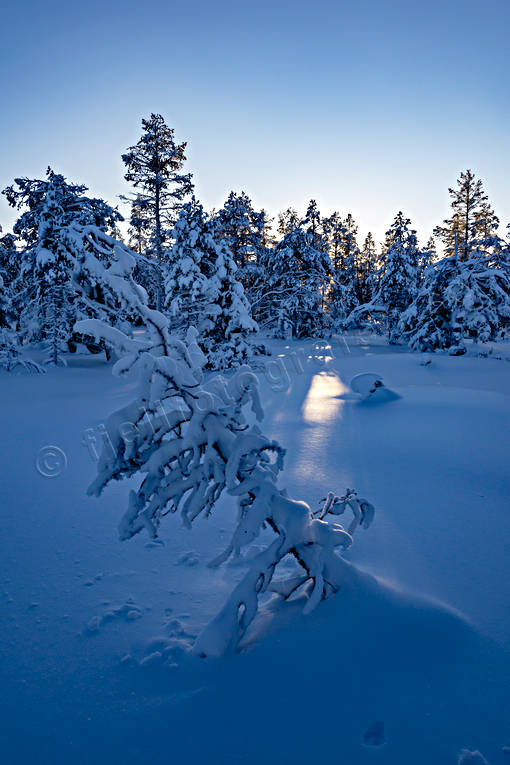 Solstrimma i snö Jämtland, skog, stämning, stämningsbild, stämningsbilder, vinter, vinterskog, årstid, årstider
