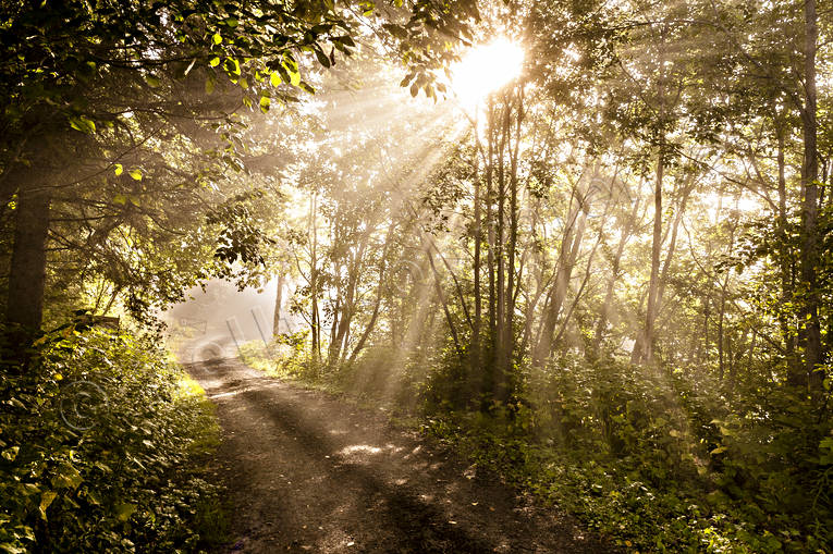 Solstrålar i skogen Fjällängen, ljus, motljus, natur, skog, skogsbilväg, skogsväg, sol, solstrålar, sommar, sommarbild, stig, stämning, årstider