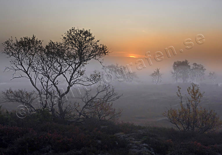 dimma, gryning, hst, Landskap, morgon, natur, sol, soluppgng, stmning, stmningsbild, rstid, rstider