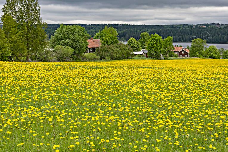 blommor, gul, gult, Jmtland, Landskap, maskrosor, maskrosng, natur, sommar, sommarng, rstid, rstider, ngsmark