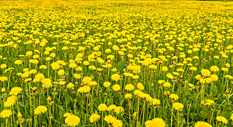 blommor, gul, gult, Jmtland, maskrosor, maskrosng, natur, sommar, sommarng, stmning, stmningsbild, stmningsbilder, rstid, rstider, ngsmark