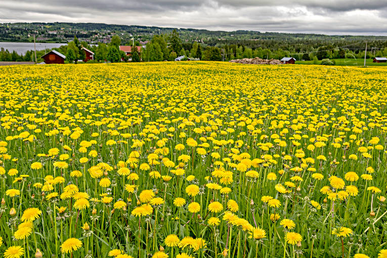 blommor, gul, gult, Jmtland, Landskap, maskrosor, maskrosng, natur, sommar, sommarng, rstid, rstider, ngsmark
