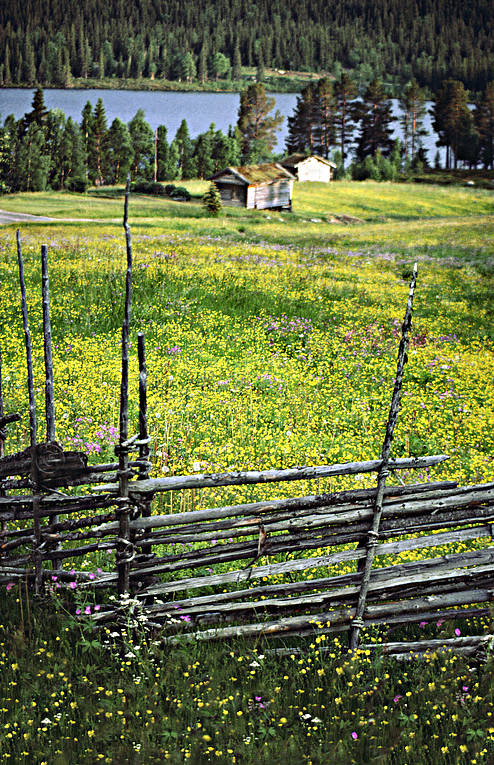 blommor, fgel, Fgelberget, grdesgrd, Jmtland, sommar, Strms Vattudal, stmning, stmningsbild, stmningsbilder, rstid, rstider, ng, ngsblommor