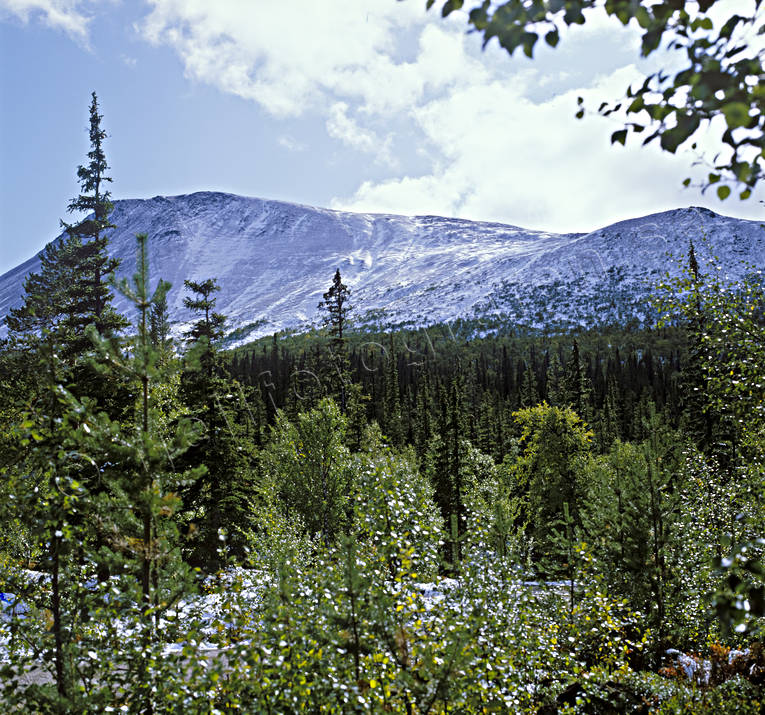fjll, fjllskog, Hrjedalen, hst, sn, Sonfjllet, tidig, rstid, rstider