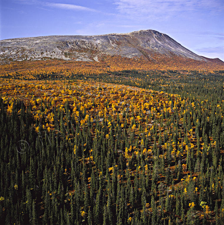 Sonfjället, Högfjället drönarbilder, drönarfoto, fjäll, fjällnära, fjällskog, flygbild, flygbilder, Flygfoto, flygfoton, Härjedalen, höst, höstfärger, lågfjäll, nationalpark, skog, Sonfjället, Svenska Fjällen