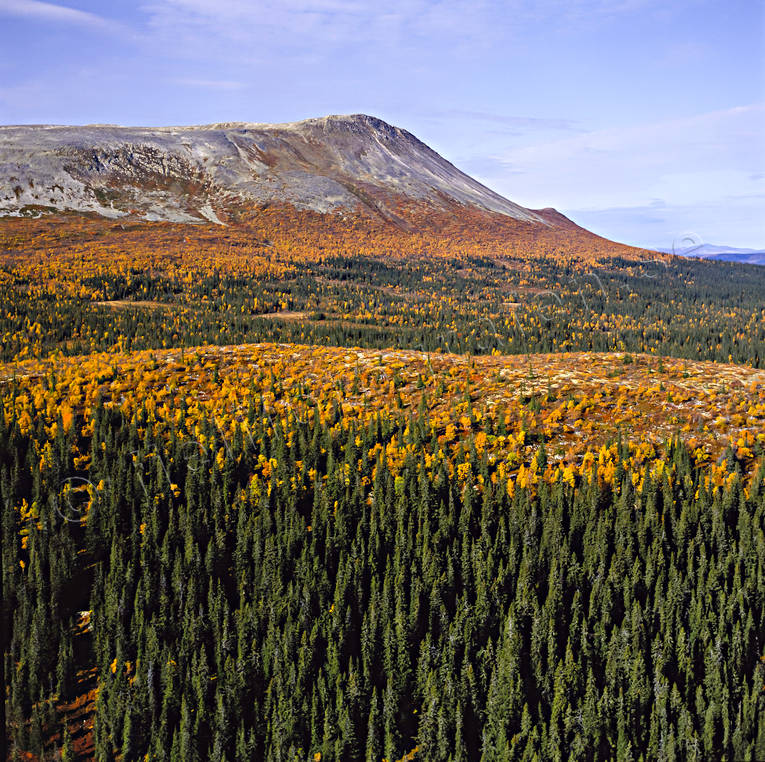Sonfjället Högfjället i höstfärger drönarbilder, drönarfoto, fjäll, fjällskog, flygbild, flygbilder, Flygfoto, flygfoton, Härjedalen, Högfjället, höst, höstfärger, Landskap, Sonfjället, Svenska Fjällen