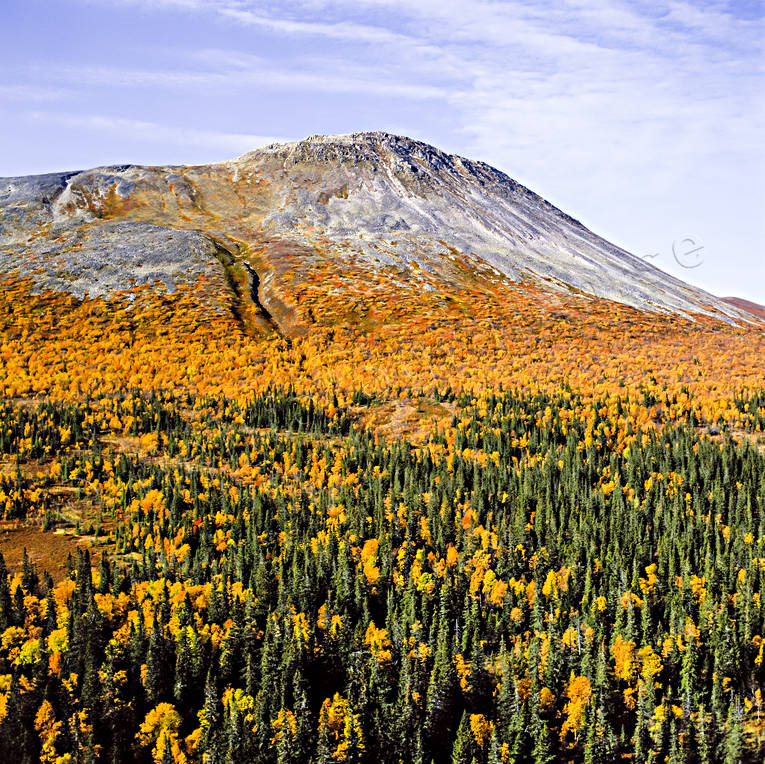 Sonfjället Högfjället i höstfärger drönarbilder, drönarfoto, fjäll, fjällbilder, FJÄLLEN, fjällskog, flygbild, flygbilder, Flygfoto, flygfoton, Härjedalen, Högfjället, höst, höstfärger, Landskap, Sonfjället