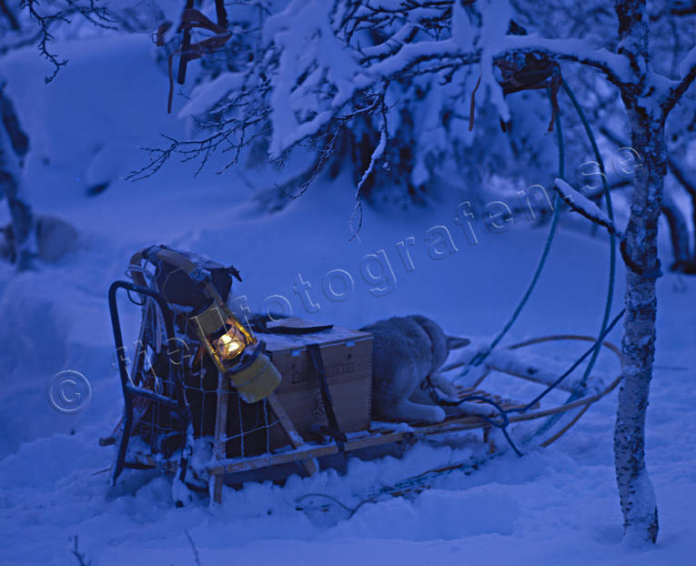 cykling, djur, dggdjur, fjll, fjllandskap, fjllnatur, friluftsliv, husky, Jmtland, kvll, kvllsljus, Landskap, lykta, nysn, siberian husky, slde, sldfrd, sldhund, stormlykta, vila, vildmarksliv, rstid, rstider