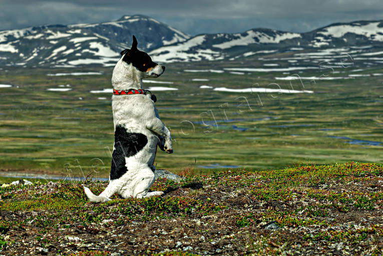 Spanande hund djur, däggdjur, hund, jakt, landfart, Landskap, lappland, sommar, spanande, Stekenjokk, utsikt, årstider