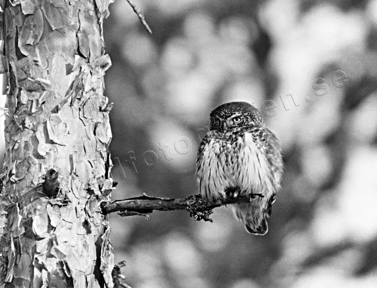 djur, fglar, glaucidium passerinum, sparvuggla, svartvit, tall, uggla, ugglor
