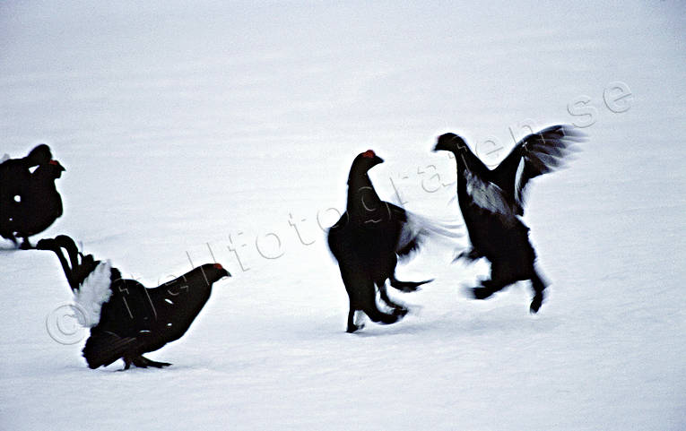 Spelande orrtuppar djur, fåglar, orre, orrspel, orrtupp, orrtuppar, skogsfågel, skogshöns, spela, tupp, tuppar