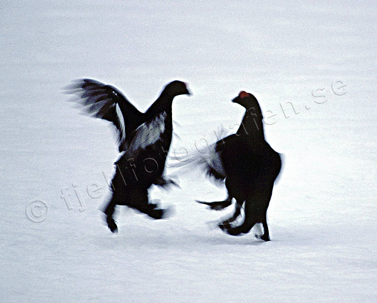 Spelande orrtuppar djur, fåglar, orre, orrspel, orrtupp, skogsfågel, skogshöns, spela, tupp, tuppar