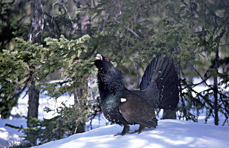 Spelande tjädertupp på snökulle djur, fågel, fåglar, skogsfågel, skogshöns, spel, spela, speltokig, tjäder, tjäderspel, tjädertupp, tupp