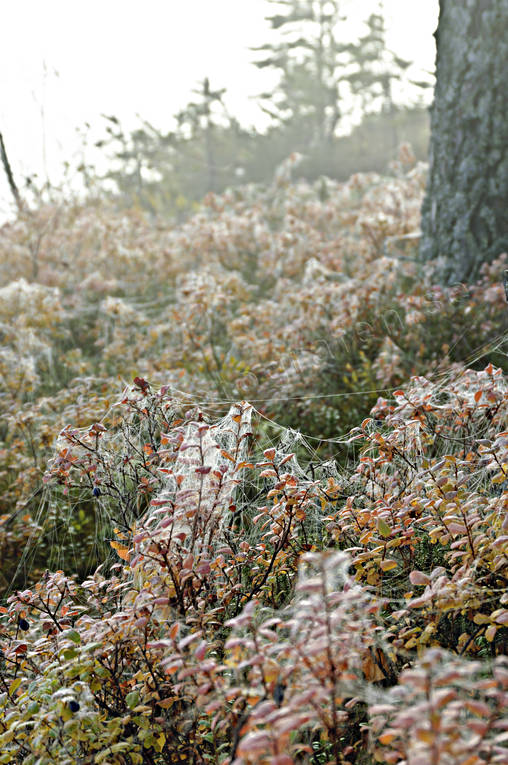 blbrsris, dimma, Hrjedalen, hst, Landskap, spindelnt, stmning, stmningsbild, stmningsbilder, rstid, rstider