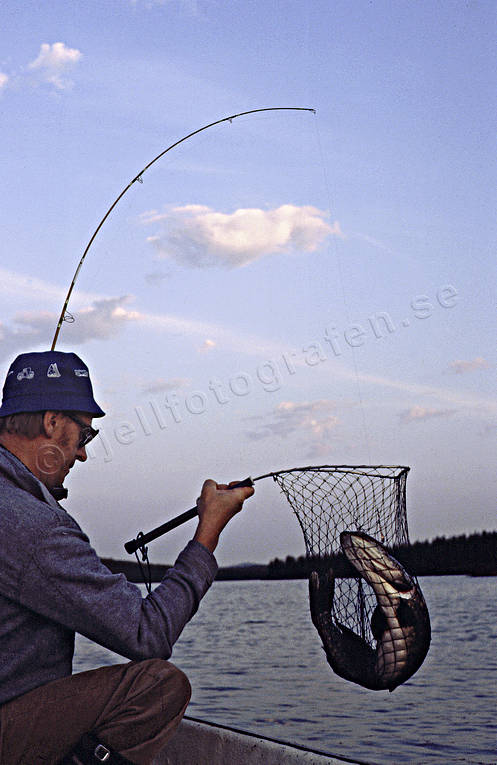 Sportfiskare med gädda båtfiske, fiske, gädda, gäddfiske, haspel, haspelfiske, håv, håva, spinn, spinnfiske, sportfiske
