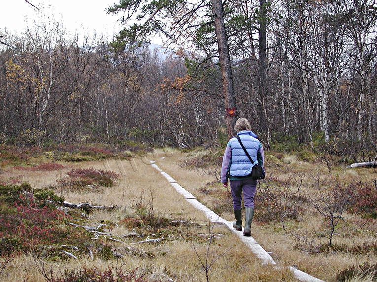 Spångad stig över myr fjällvandring, friluftsliv, markslitage, myr, naturvård, slitage, sommar, spång, spångad, stig, uteliv, äventyr