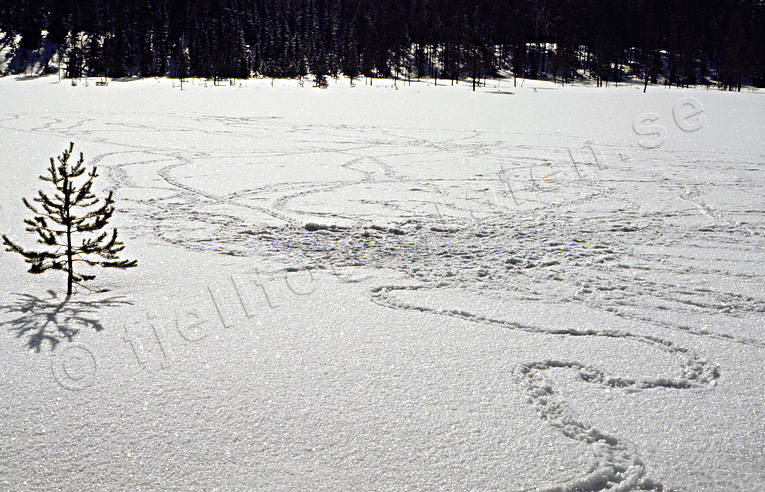 Spår i snö efter orrspel djur, fågel, fåglar, orre, orrspel, orrspår, skogsfågel, skogshöns, snö, spel, spår