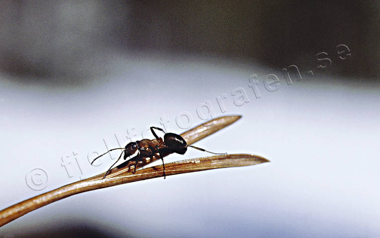 Stackmyra på tallbarr barr, djur, insekter, myra, stackmyra