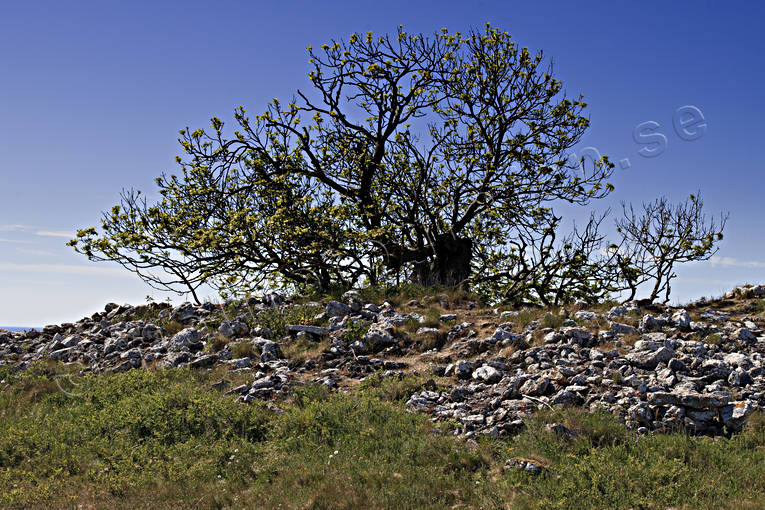 biotop, biotoper, biotper, forntid, gammal, Gotland, kultur, Linnes ask, natur, naturreservat, sommar, Stora Karlsö, träd, ängsmark