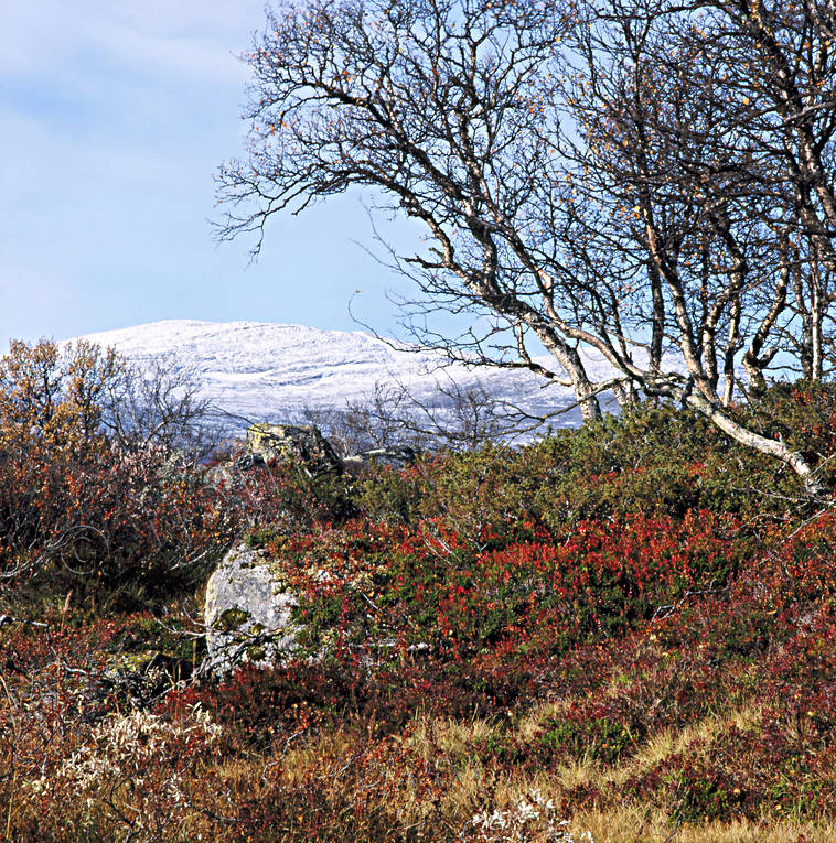 Storanahögen sett från Bredsjön Bredsjön, fjäll, Hällån, höst, Jämtland, Landskap, Storanahögen