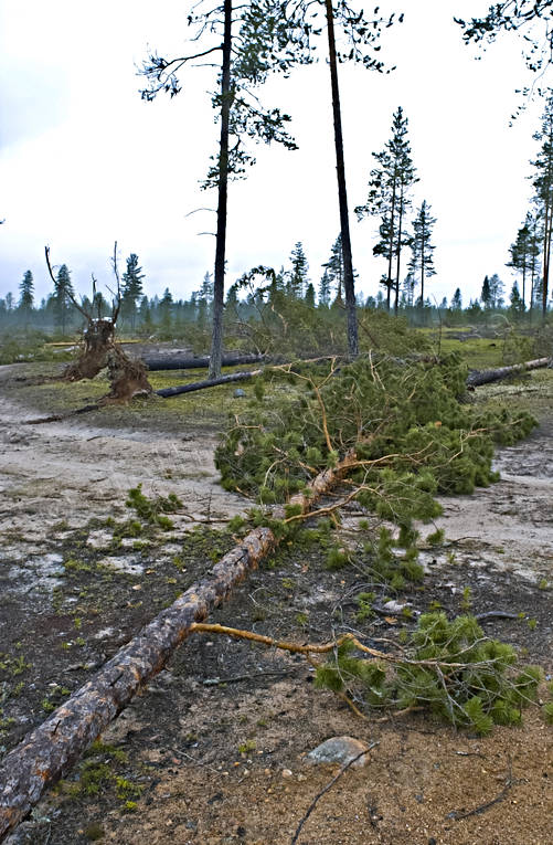 arbete, biotop, biotoper, furor, milj, natur, ovder, skog, skogar, skogsbruk, storm, stormflld, stormfllda, tallar, tallskog, vindfllen