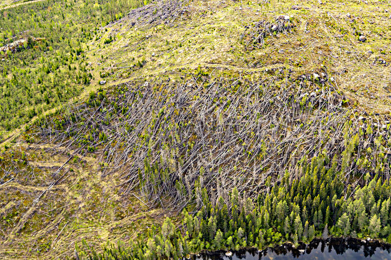 Stormfälld skog arbete, drönarbild, drönarbilder, drönarfoto, flygbild, flygbilder, Flygfoto, flygfoton, Jämtland, Landskap, natur, skog, skogsbruk, stormfälld, stormfällta, träd, vår