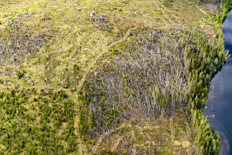 Stormfälld skog arbete, drönarbild, drönarbilder, drönarfoto, flygbild, flygbilder, Flygfoto, flygfoton, Jämtland, Landskap, natur, skog, skogsbruk, stormfälld, stormfällta, träd, vår