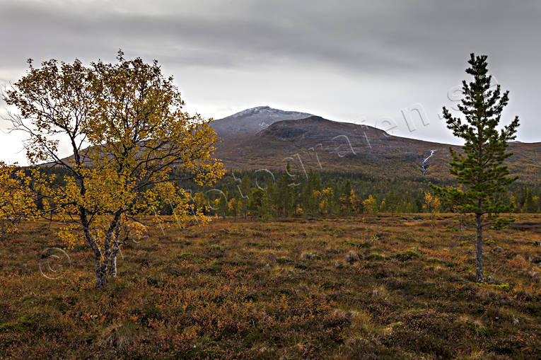 fjll, fjllandskap, fjllbjrk, hst, hstfrger, Jmtland, Landskap, natur, silverfallet, Snasahgarna, Snasamassivet, Snasen, Storsnasen, stmning, stmningsbild, stmningsbilder, rstid, rstider