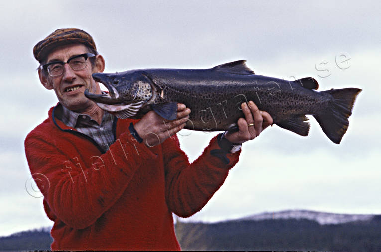 Storöring från Långan fisk, fiskare, fiske, haspelfiske, Jämtland, Långan, spinnfiske, sportfiske, storöring, älvar, öring