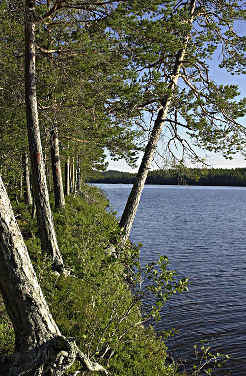 biotop, biotoper, erosion, furuskog, natur, Pn, skog, skogar, skogsmark, skogssj, stammar, strand, tallskog, trd, trdstammar