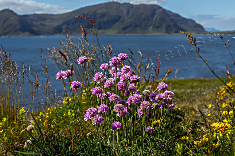 Armeria maritima, biotop, biotoper, blomma, blommande, blommor, hav, havet, havsstrand, Landskap, Lunde, natur, Norge, sommar, strand, strandtrift, trift, vxt, vxter, ng, ngsmark