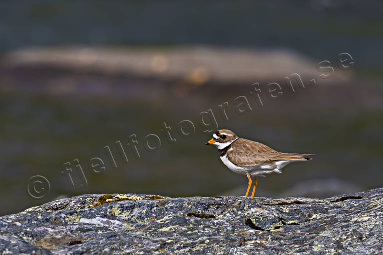 Charadrius hiaticula, djur, fgel, fglar, Strre strandpipare, vadare, vadarfgel, vadarfglar