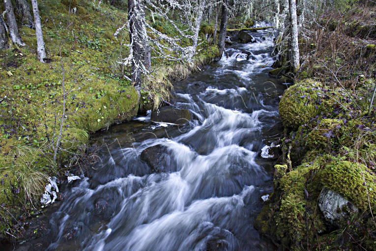 Strömmande vatten Skogsbäck höst, natur, rofylldhet, skog, skogsbäck, strömmande, vatten, årstid, årstider