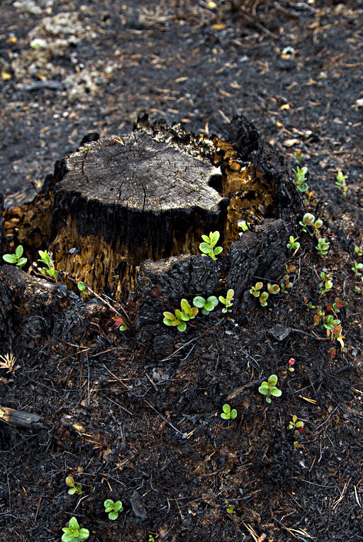 Stubbe efter skogsbrand arbete, brand, bränd, bränt, lingonris, miljö, natur, skog, skogsbrand, skogsbruk, skogsmark, stubbe, återväxt