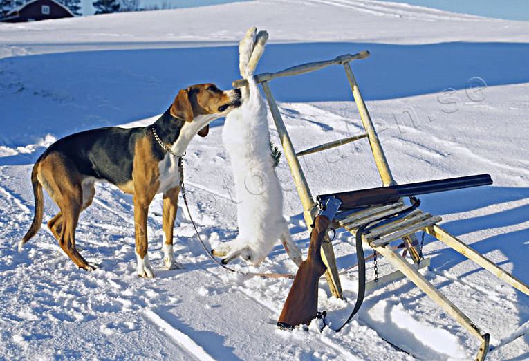 hamiltonstvare, hare, harjakt, jakt, sn, spark, stvare, vinter